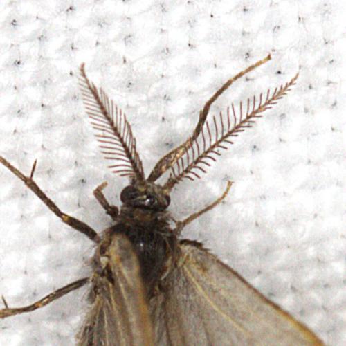 Réf. 358 734 : Rebelia plumella
